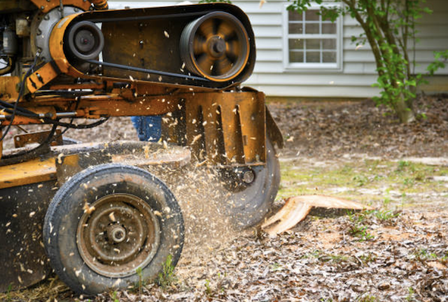 stump removal in Arvada